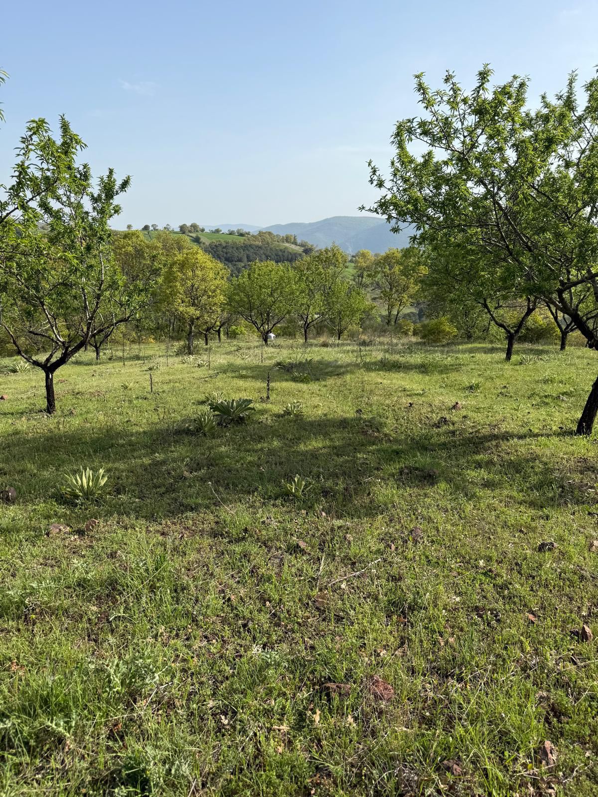 Balikesir de Koye yakin super tarla