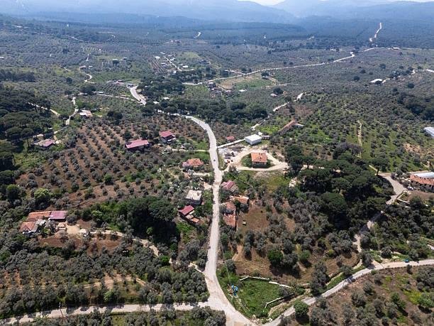 Bayındır'da zeytinlik almadan önce: imar neden gelmiyor, fiyat nereden belli olur