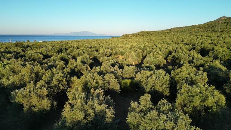 Zeytinlik satın alınır mı? Ev yapma, ağaç sökme ve 3 km kuralı